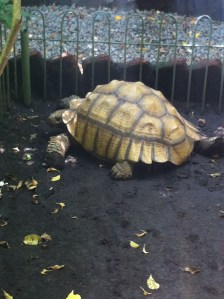 Snoopi, the tortoise who lives at Pure